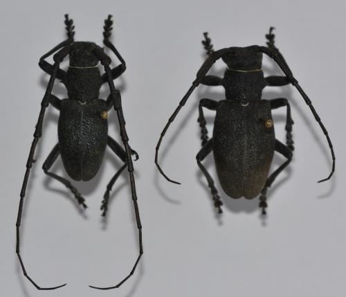 Morimus asper